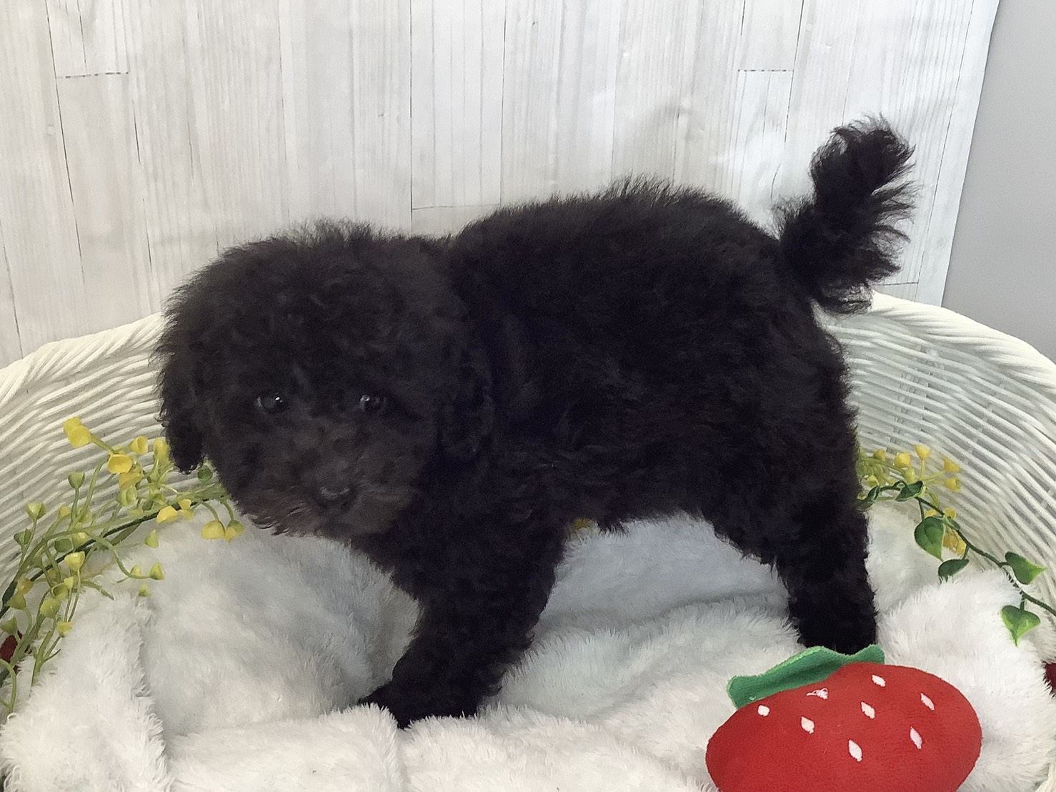 奈良県のトイプードル(トイ) (マルエスペット はんな店/2026年1月27日生まれ/男の子/グレー)の子犬の3枚目の画像