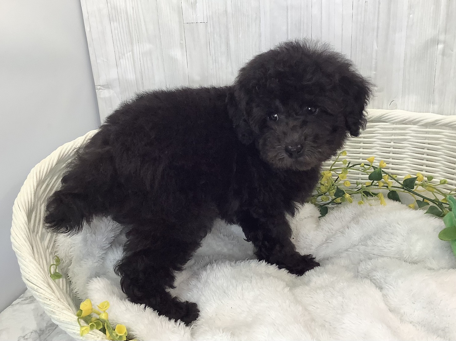 奈良県のトイプードル(トイ) (マルエスペット はんな店/2026年1月27日生まれ/男の子/グレー)の子犬の2枚目の画像