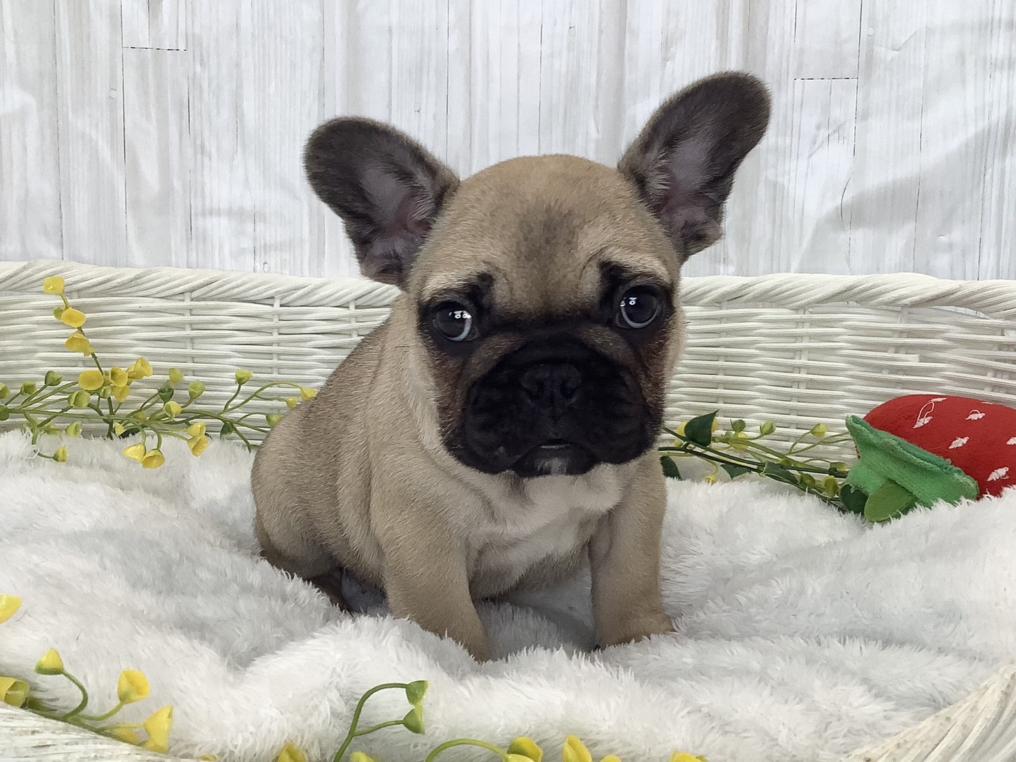 静岡県のフレンチブルドッグ (マルエスペット清水駒越店/2026年2月2日生まれ/女の子/フォーン)の子犬