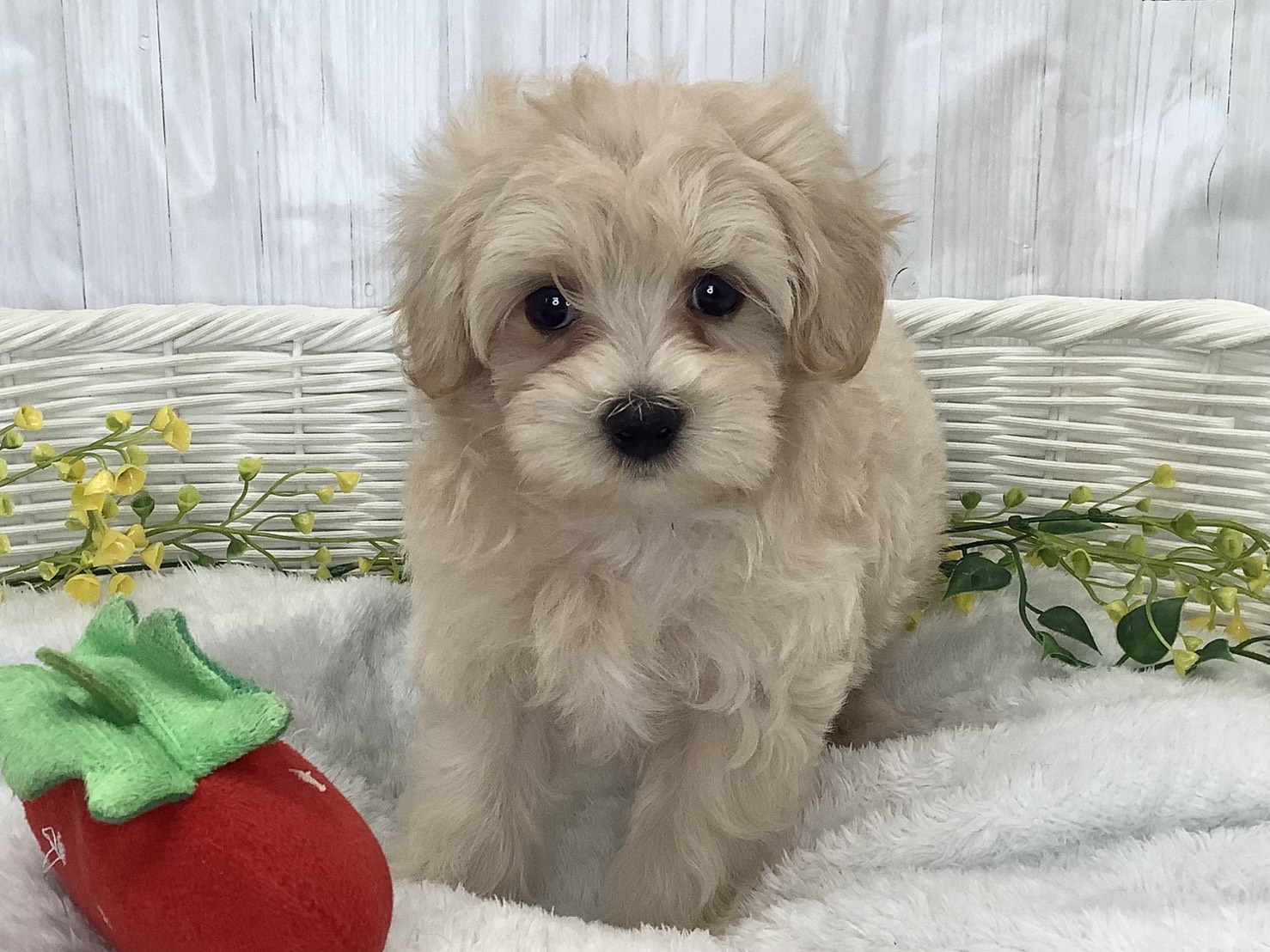 静岡県のマルプー(マルチーズ×プードル) (マルエスペット清水駒越店/2026年2月1日生まれ/女の子/クリーム)の子犬