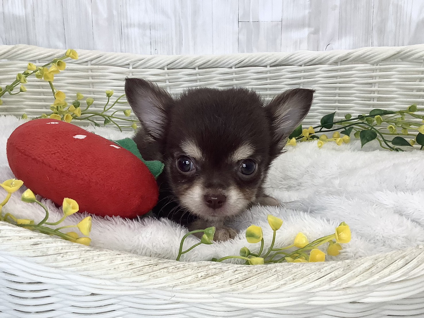 奈良県のチワワ(ロング) (マルエスペット いかるが店/2026年1月29日生まれ/男の子/チョコレートタンホワイト)の子犬の1枚目の画像