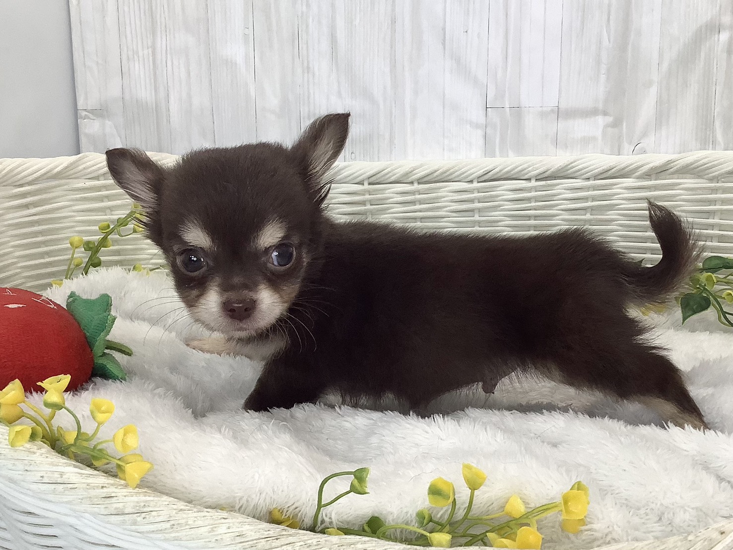 奈良県のチワワ(ロング) (マルエスペット いかるが店/2026年1月29日生まれ/男の子/チョコレートタンホワイト)の子犬の3枚目の画像