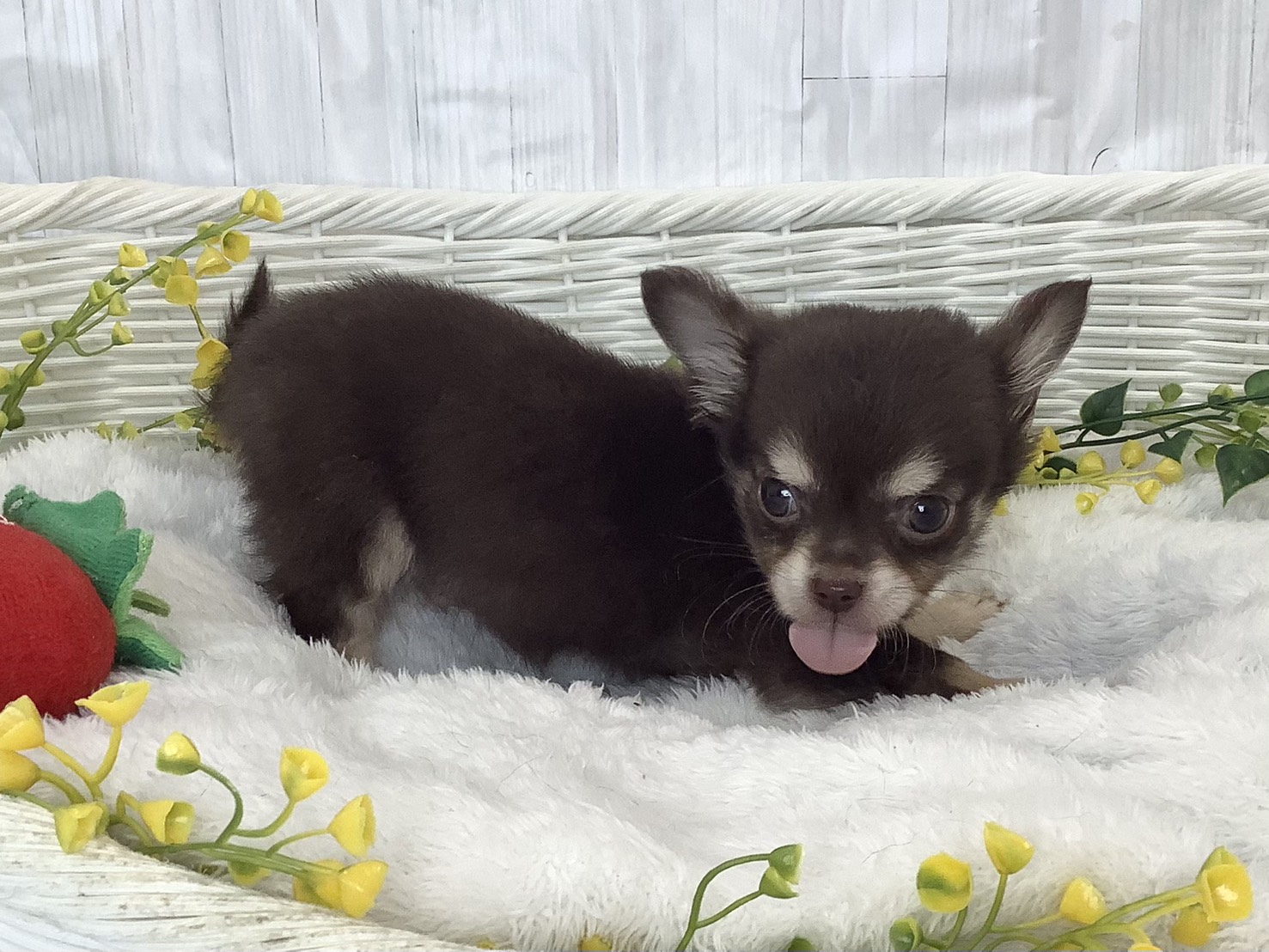 奈良県のチワワ(ロング) (マルエスペット いかるが店/2026年1月29日生まれ/男の子/チョコレートタンホワイト)の子犬の2枚目の画像