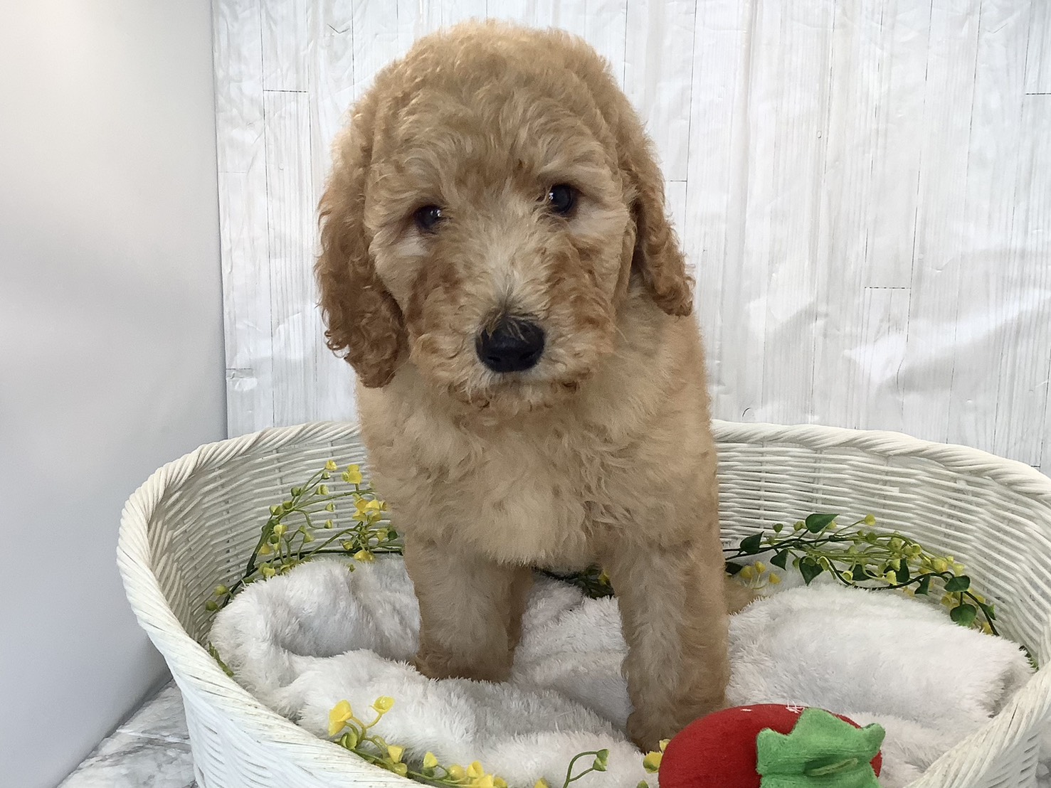 千葉県のスタンダードプードル (マルエスペット千鳥町店/2026年2月1日生まれ/男の子/アプリコット)の子犬の1枚目の画像