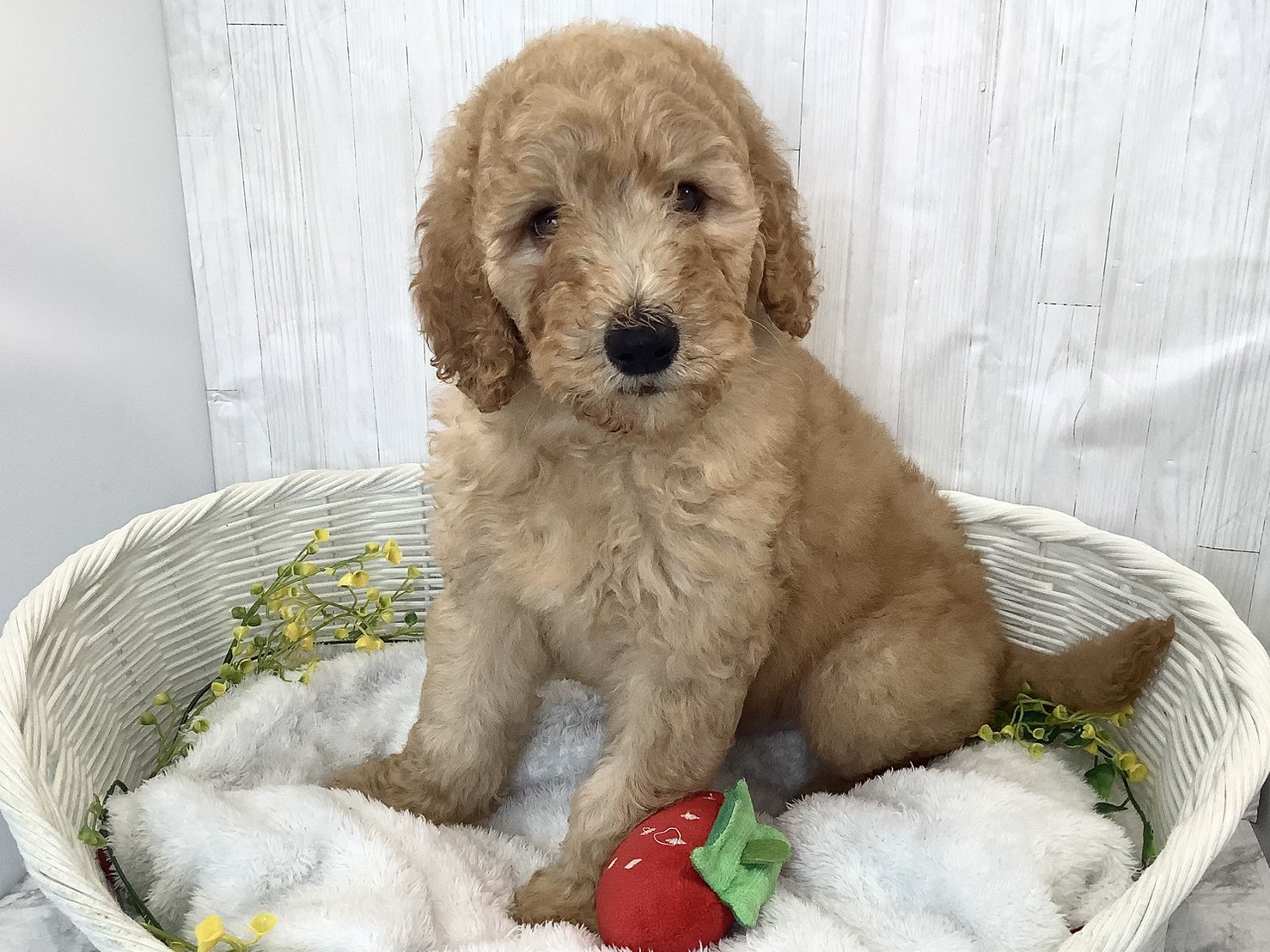 千葉県のスタンダードプードル (マルエスペット千鳥町店/2026年2月1日生まれ/男の子/アプリコット)の子犬の3枚目の画像