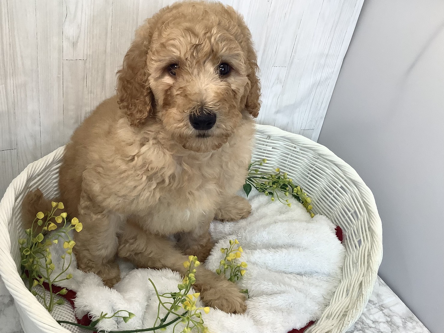 千葉県のスタンダードプードル (マルエスペット千鳥町店/2026年2月1日生まれ/男の子/アプリコット)の子犬の2枚目の画像