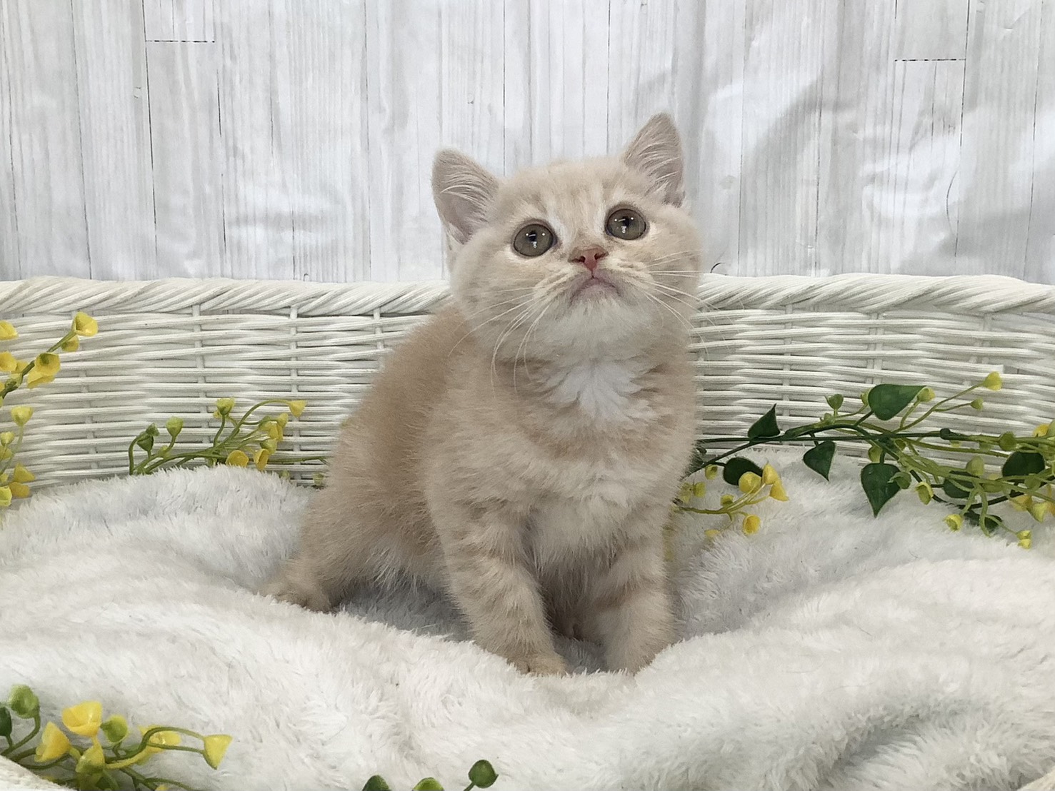 奈良県のスコティッシュフォールド (マルエスペット 押熊店/2026年1月28日生まれ/男の子/クリームタビーホワイト)の子猫の1枚目の画像