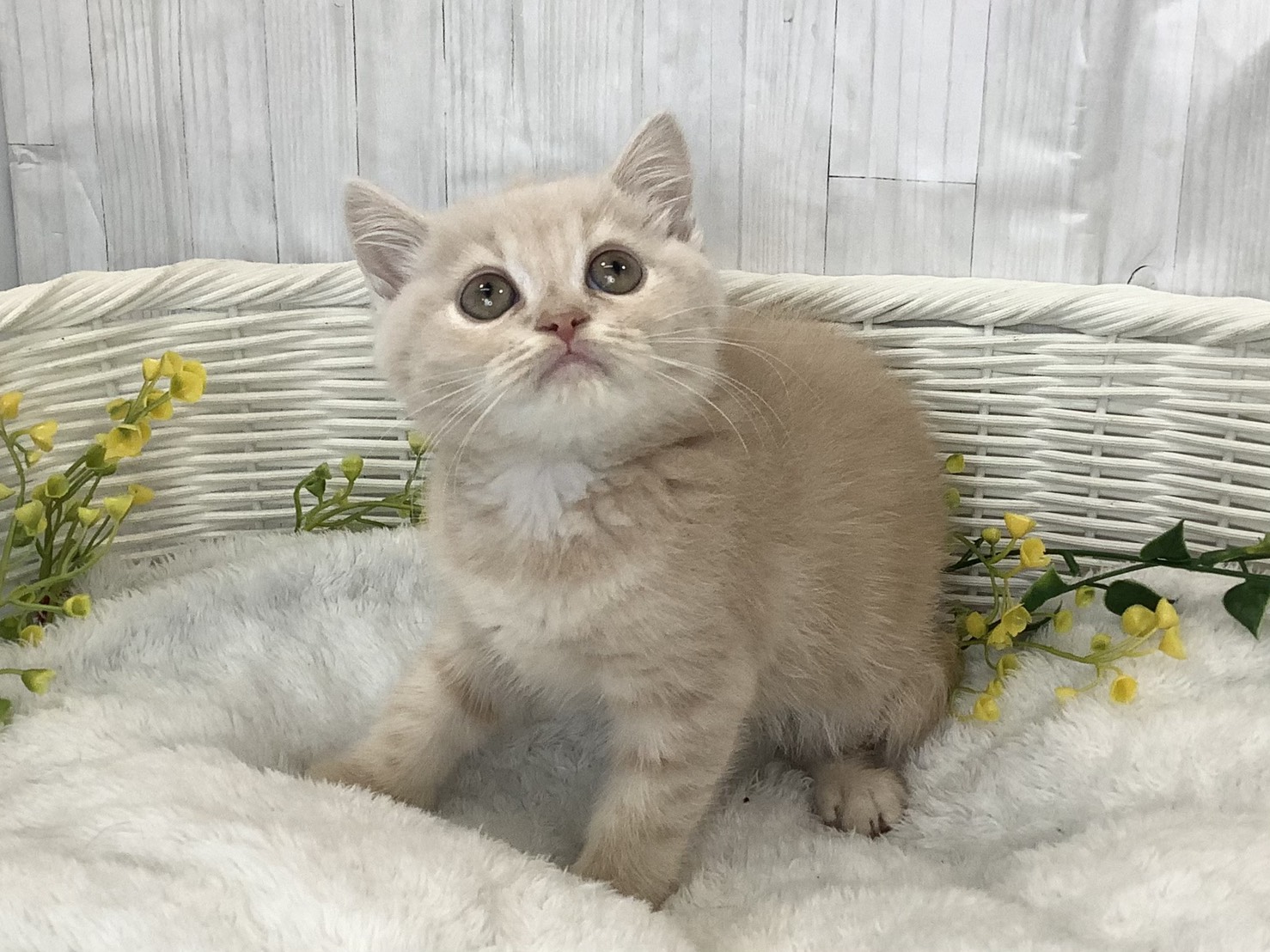 奈良県のスコティッシュフォールド (マルエスペット 押熊店/2026年1月28日生まれ/男の子/クリームタビーホワイト)の子猫の3枚目の画像