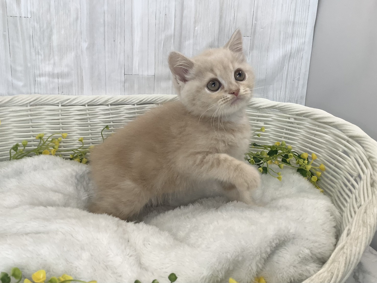 奈良県のスコティッシュフォールド (マルエスペット 押熊店/2026年1月28日生まれ/男の子/クリームタビーホワイト)の子猫の2枚目の画像