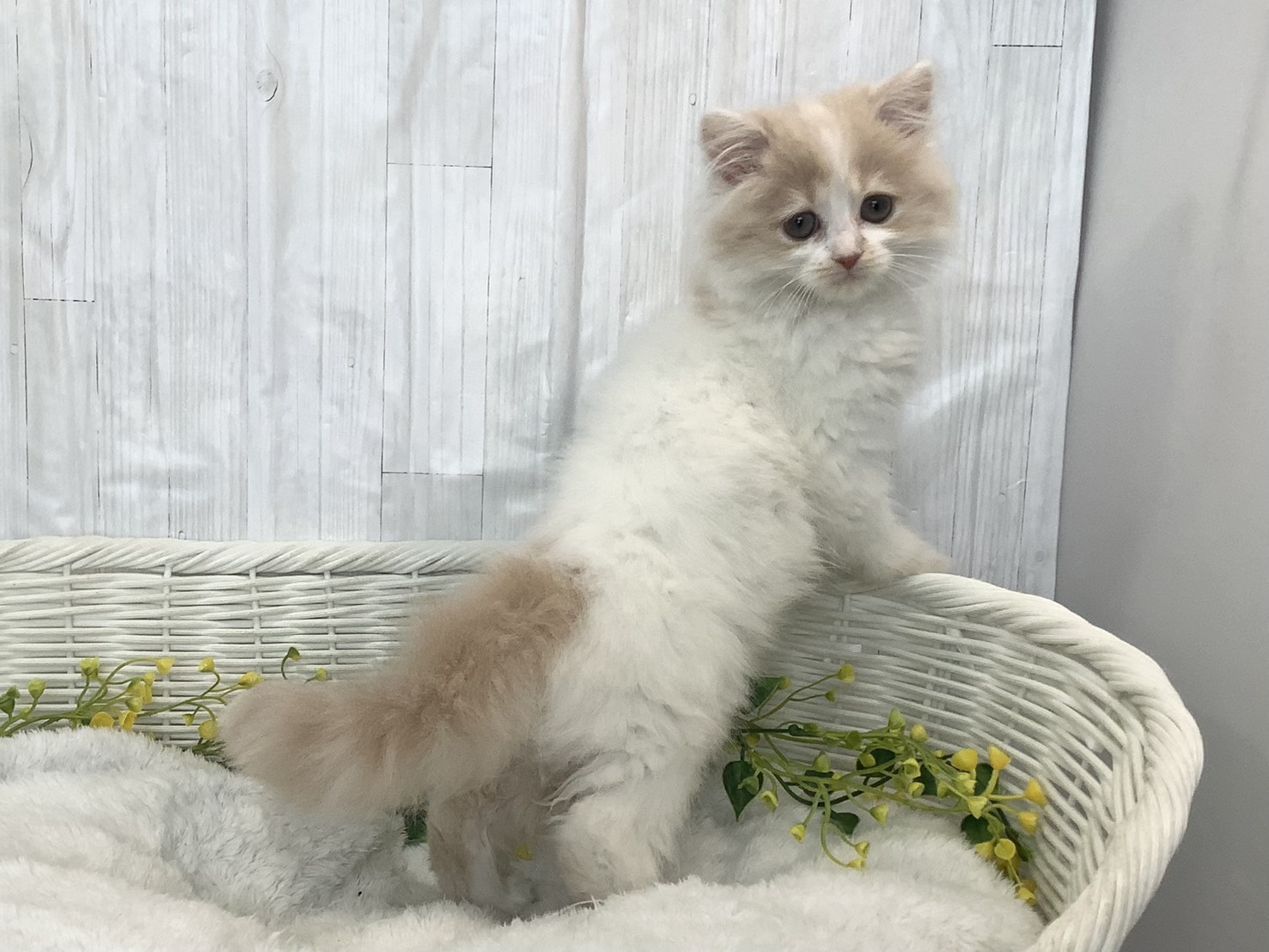 静岡県のスコティッシュフォールド (マルエスペット清水駒越店/2026年1月28日生まれ/女の子/クリームタビーホワイト)の子猫の2枚目の画像