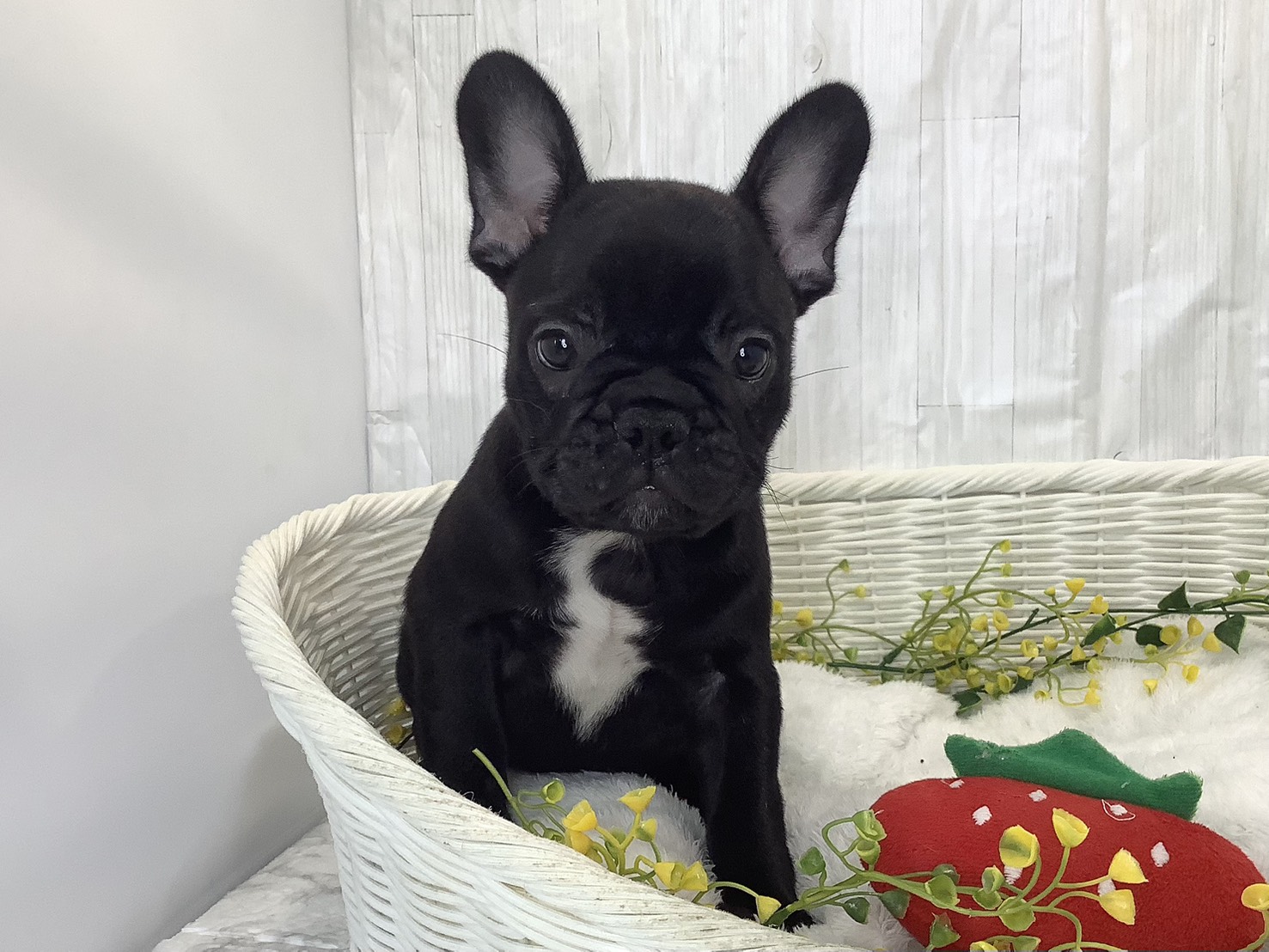 広島県のフレンチブルドッグ (マルエスペット広島段原ショッピングセンター店/2026年1月30日生まれ/男の子/ブリンドル)の子犬の1枚目の画像