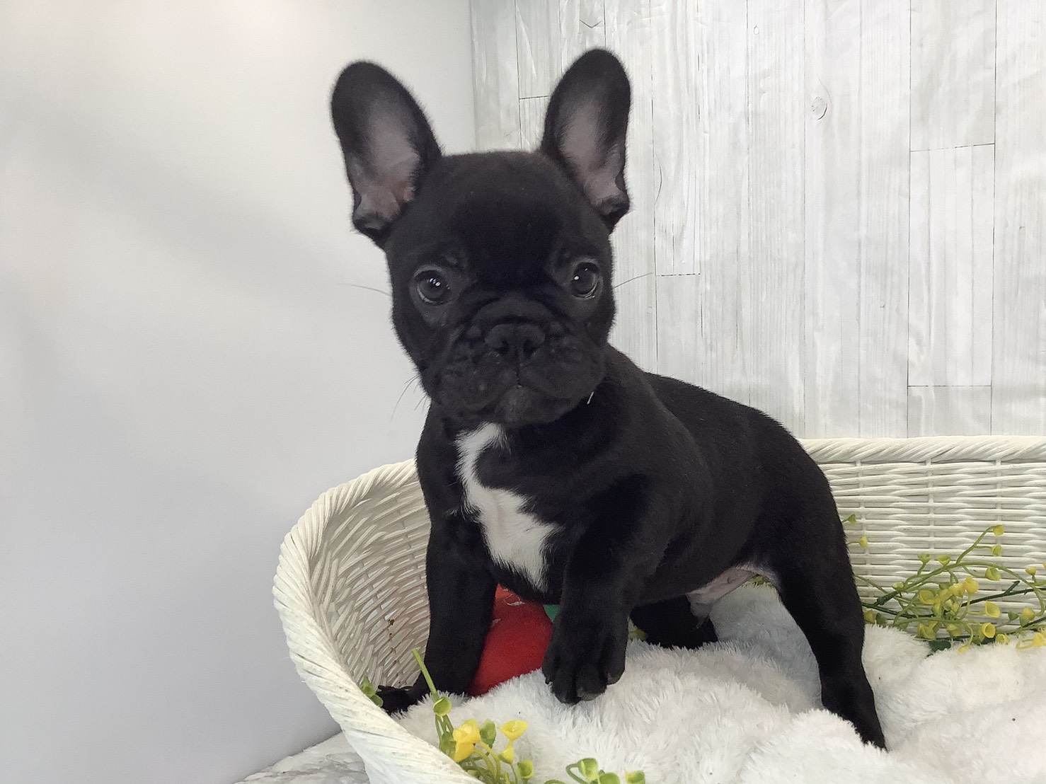 広島県のフレンチブルドッグ (マルエスペット広島段原ショッピングセンター店/2026年1月30日生まれ/男の子/ブリンドル)の子犬の3枚目の画像