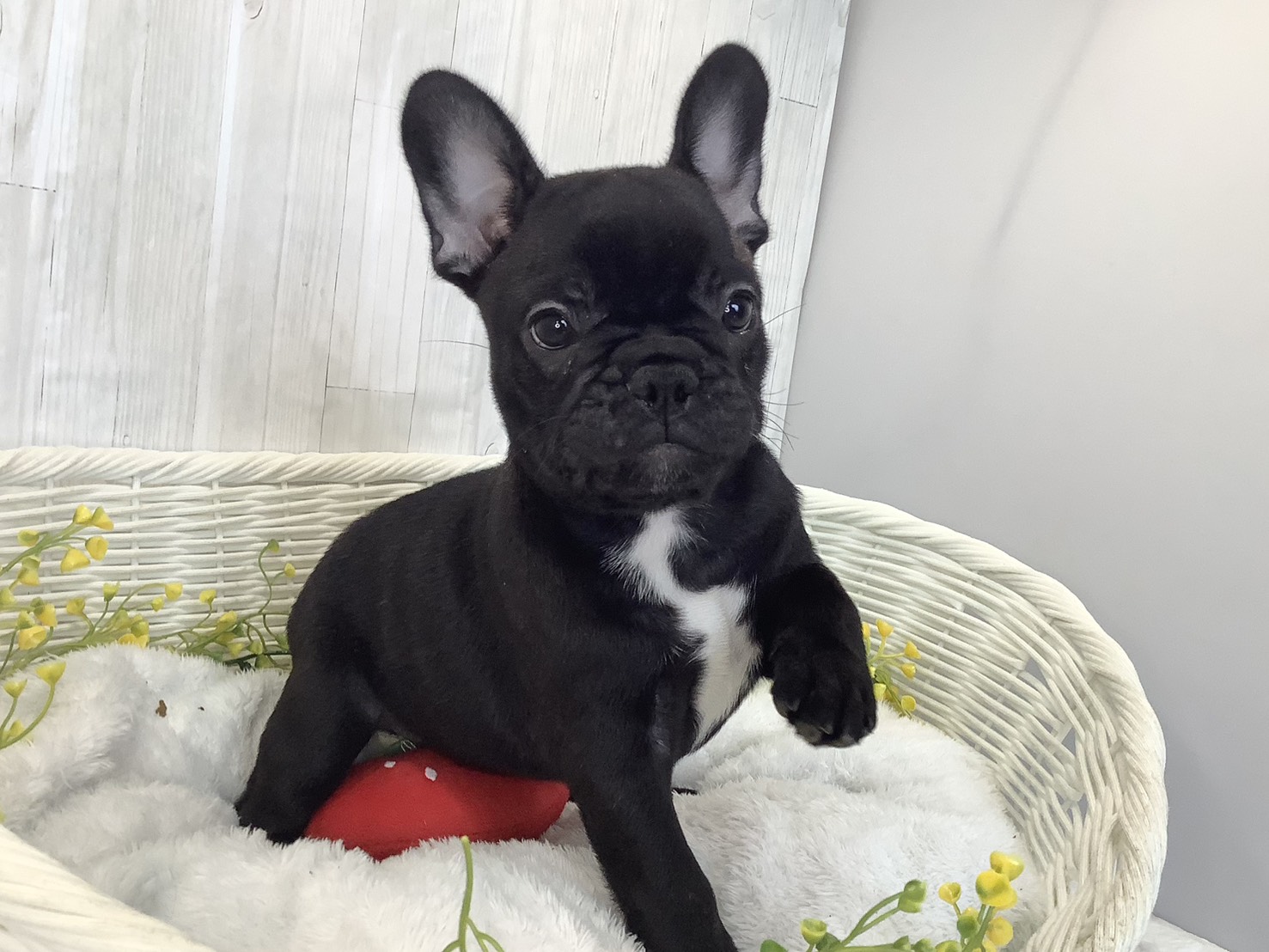 広島県のフレンチブルドッグ (マルエスペット広島段原ショッピングセンター店/2026年1月30日生まれ/男の子/ブリンドル)の子犬の2枚目の画像