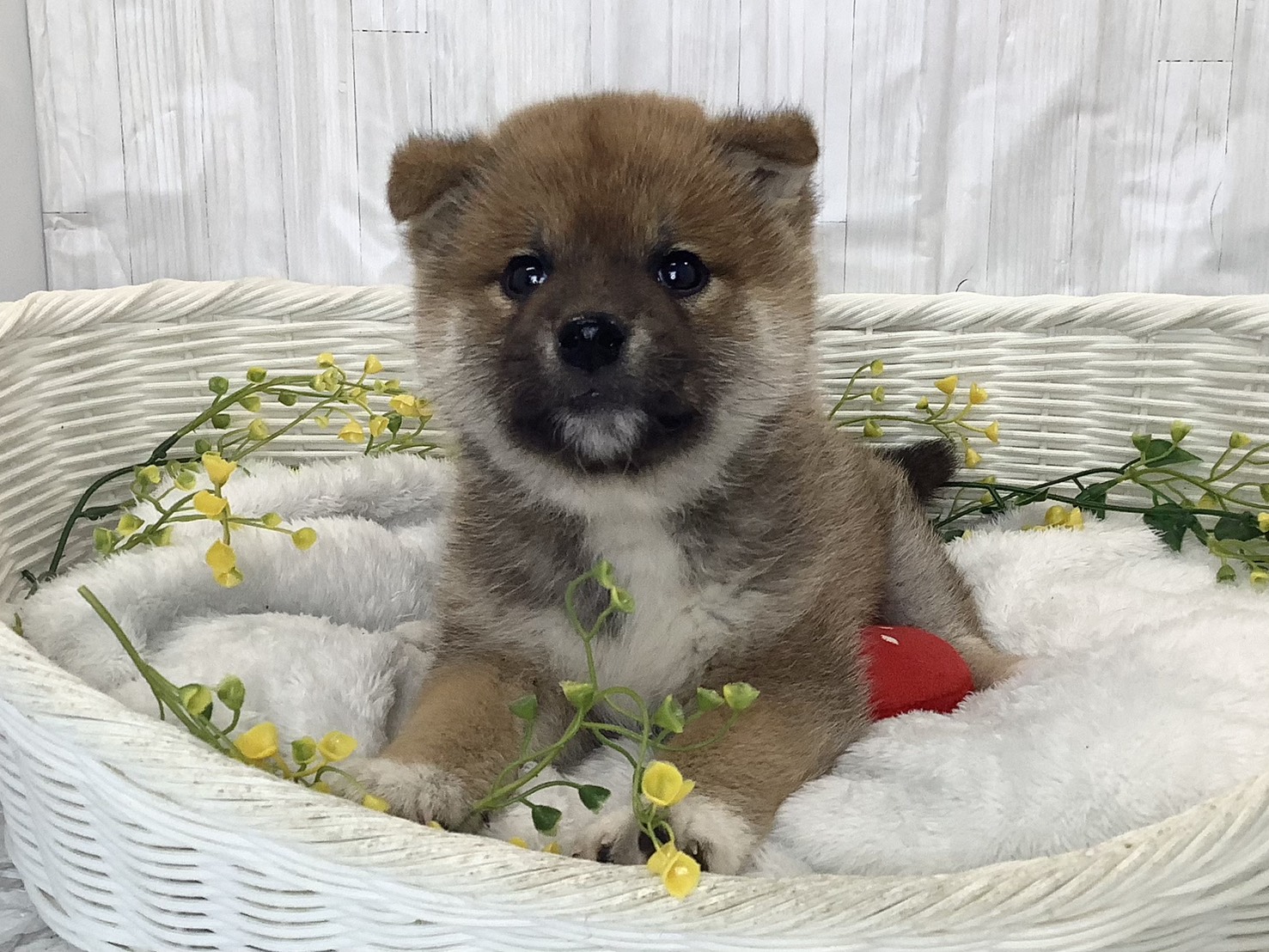 奈良県の柴犬(標準サイズ) (マルエスペット ヒルステップ生駒店/2026年2月2日生まれ/男の子/赤)の子犬