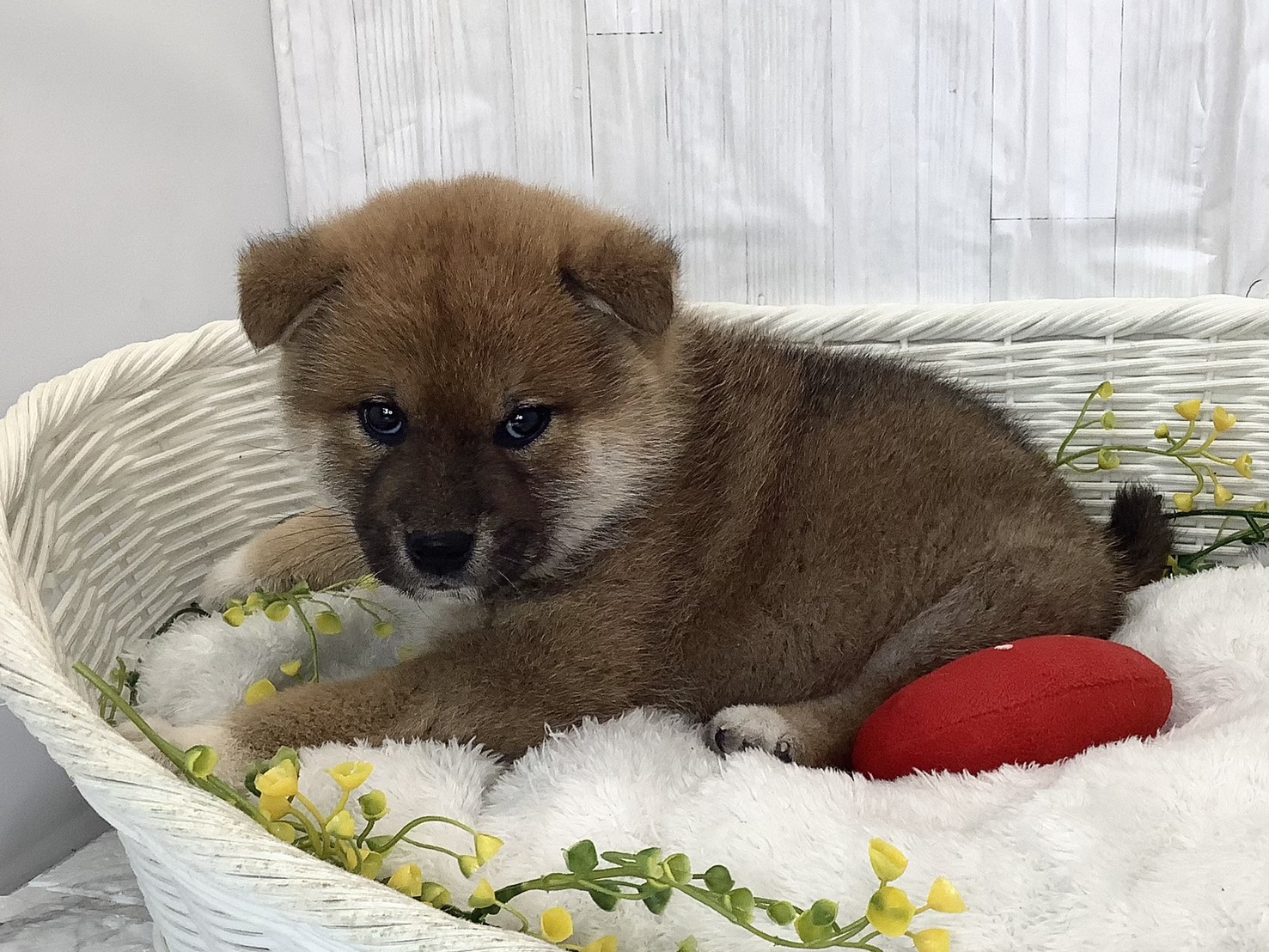 奈良県の柴犬(標準サイズ) (マルエスペット ヒルステップ生駒店/2026年2月2日生まれ/男の子/赤)の子犬の3枚目の画像
