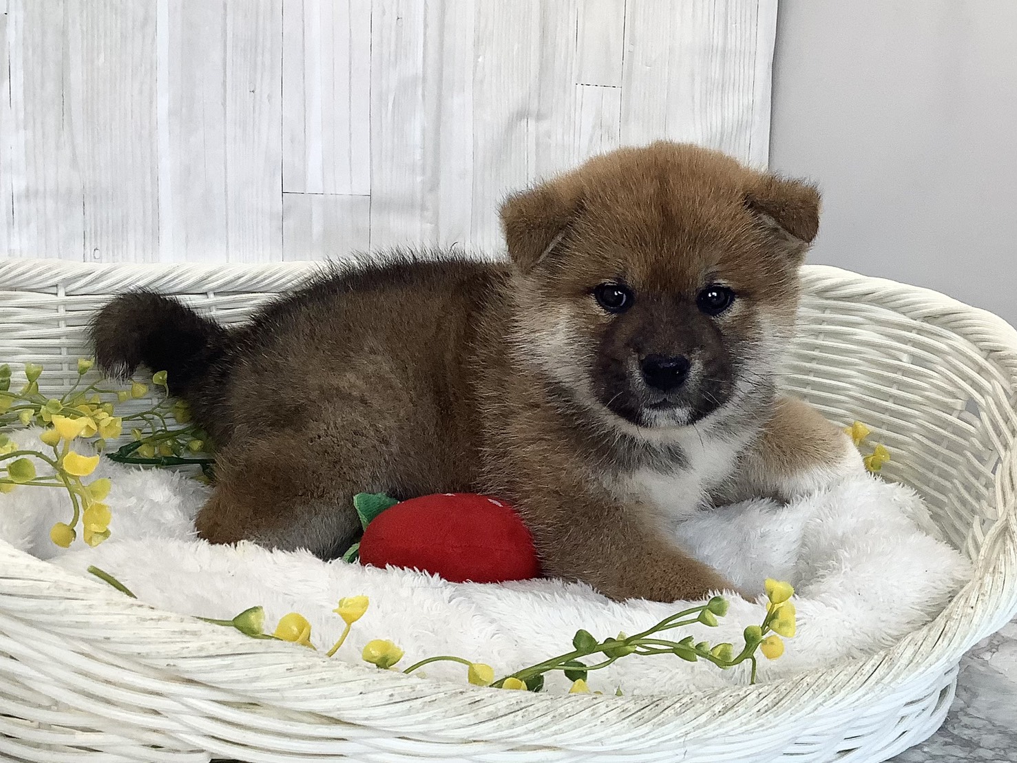 奈良県の柴犬(標準サイズ) (マルエスペット ヒルステップ生駒店/2026年2月2日生まれ/男の子/赤)の子犬の2枚目の画像