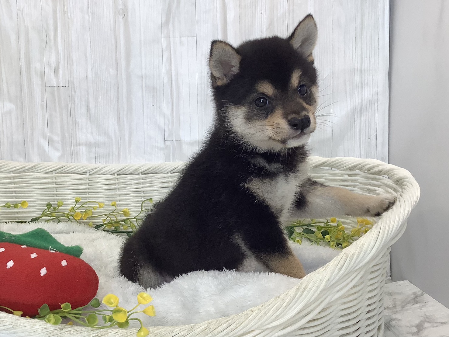 千葉県の豆柴 (マルエスペット千鳥町店/2026年2月1日生まれ/女の子/黒)の子犬の2枚目の画像