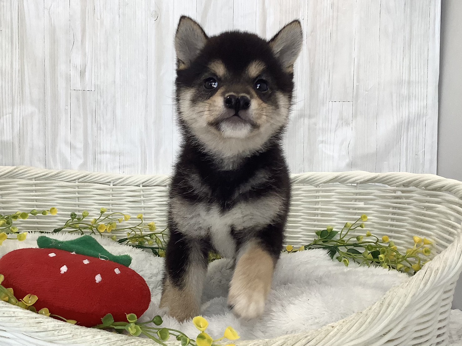 千葉県の豆柴 (マルエスペット千鳥町店/2026年2月1日生まれ/女の子/黒)の子犬の1枚目の画像