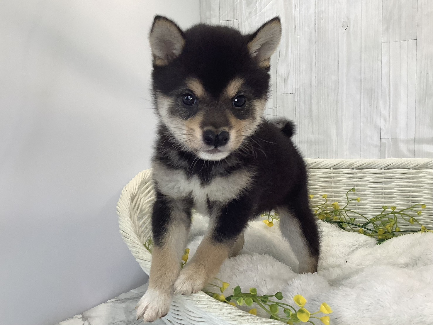 千葉県の豆柴 (マルエスペット千鳥町店/2026年2月1日生まれ/女の子/黒)の子犬の3枚目の画像