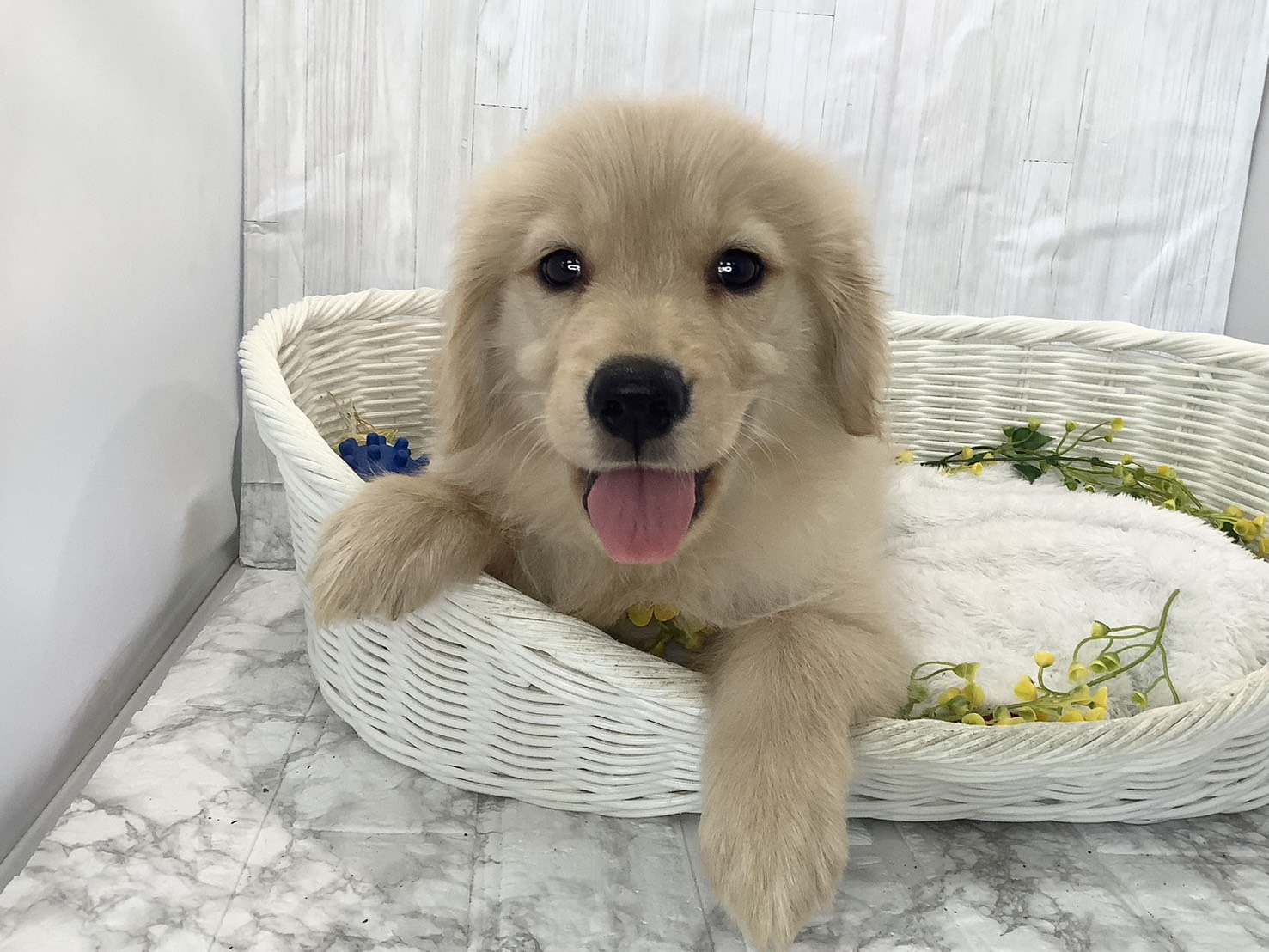 静岡県のゴールデンレトリバー (マルエスペット清水駒越店/2026年1月30日生まれ/女の子/ゴールデン)の子犬