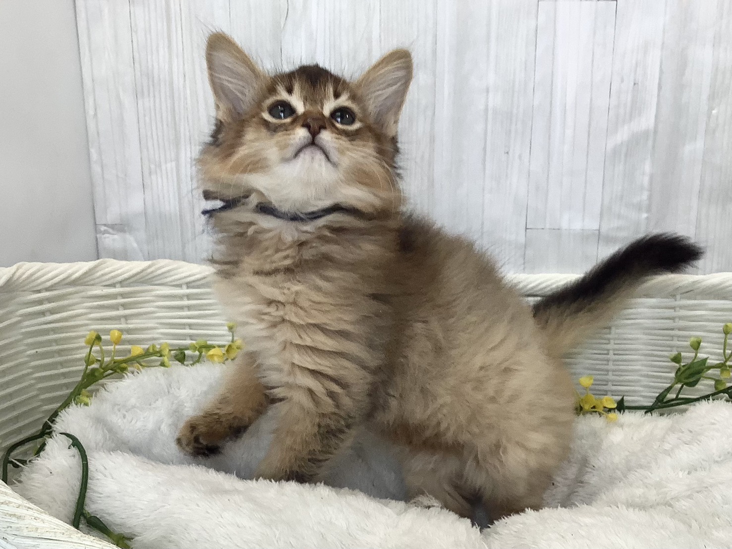 広島県のソマリ (マルエスペット広島段原ショッピングセンター店/2026年2月3日生まれ/女の子/ルディ)の子猫の3枚目の画像