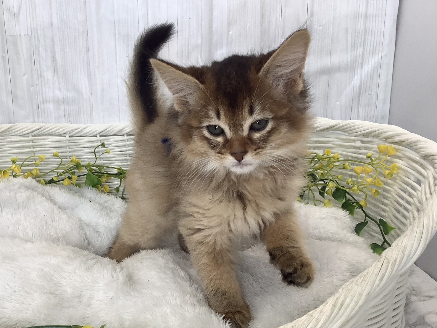 広島県のソマリ (マルエスペット広島段原ショッピングセンター店/2026年2月3日生まれ/女の子/ルディ)の子猫の1枚目の画像