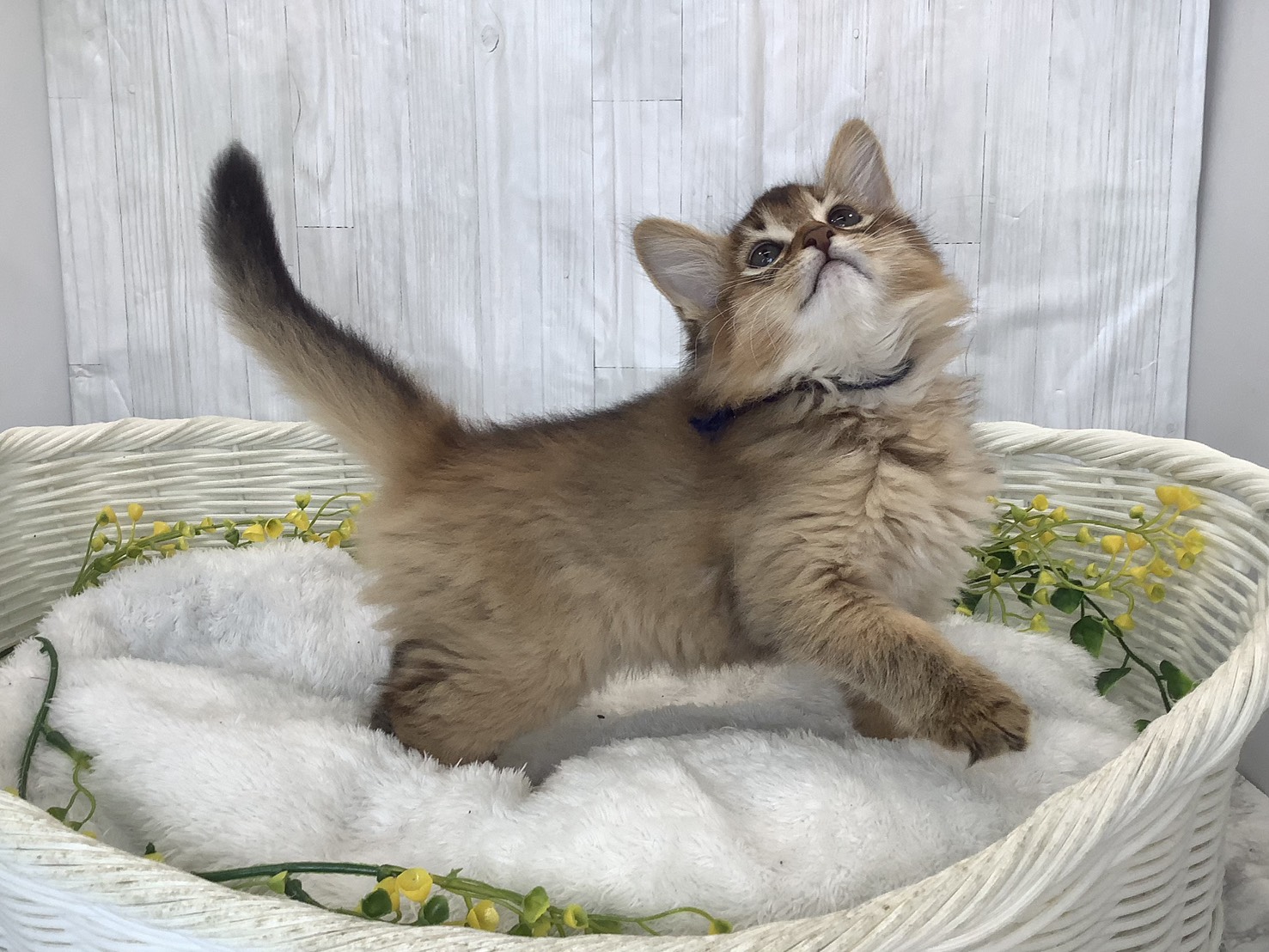 広島県のソマリ (マルエスペット広島段原ショッピングセンター店/2026年2月3日生まれ/女の子/ルディ)の子猫の2枚目の画像