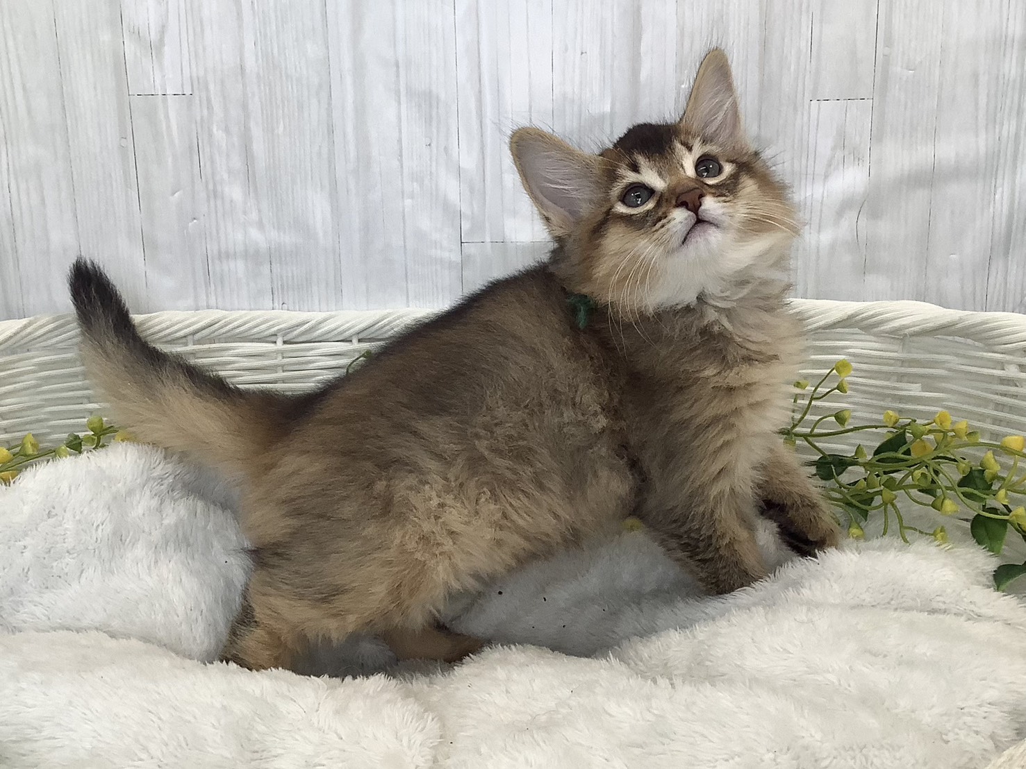 静岡県のソマリ (マルエスペット富士見台店/2026年2月3日生まれ/男の子/ルディ)の子猫の2枚目の画像