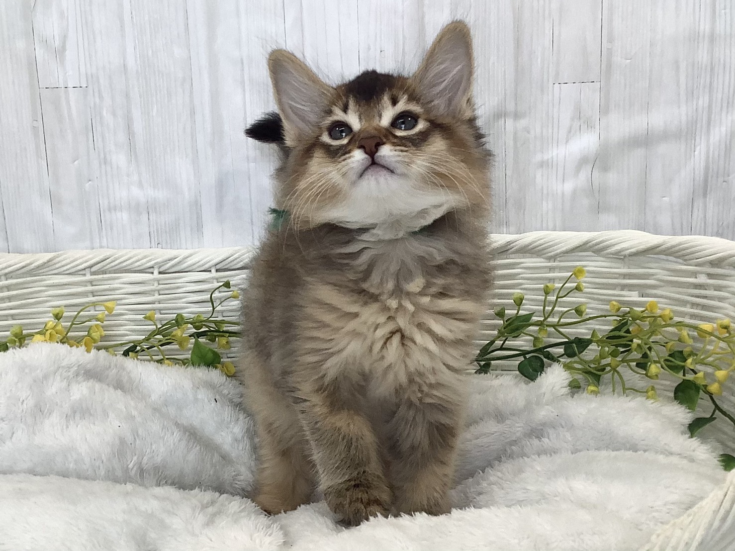 静岡県のソマリ (マルエスペット富士見台店/2026年2月3日生まれ/男の子/ルディ)の子猫の1枚目の画像