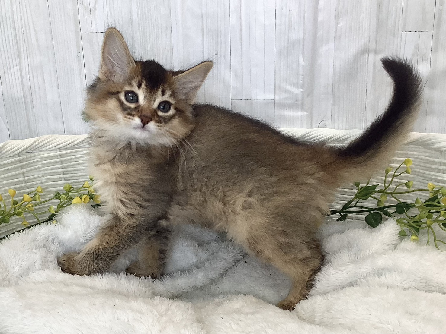 静岡県のソマリ (マルエスペット富士見台店/2026年2月3日生まれ/男の子/ルディ)の子猫の3枚目の画像