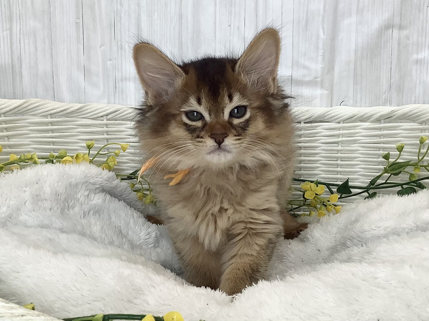 静岡県のソマリ (マルエスペット富士店/2026年2月3日生まれ/男の子/ルディ)の子猫