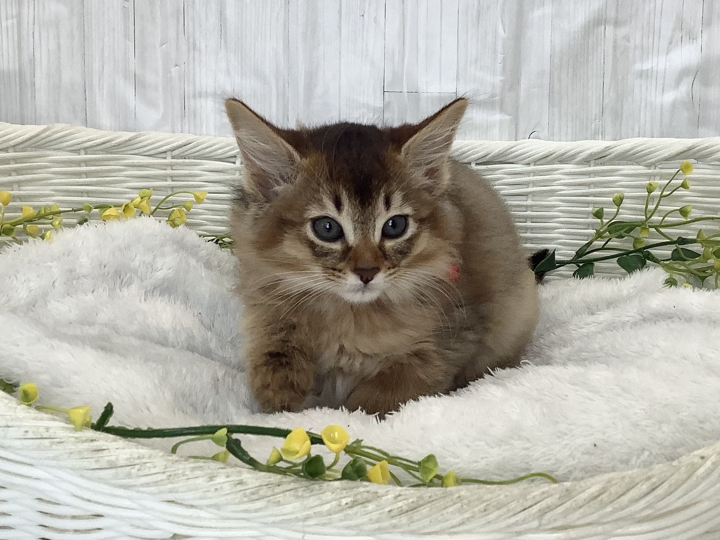 静岡県のソマリ (マルエスペットホームアシスト店/2026年2月3日生まれ/男の子/ルディ)の子猫の1枚目の画像
