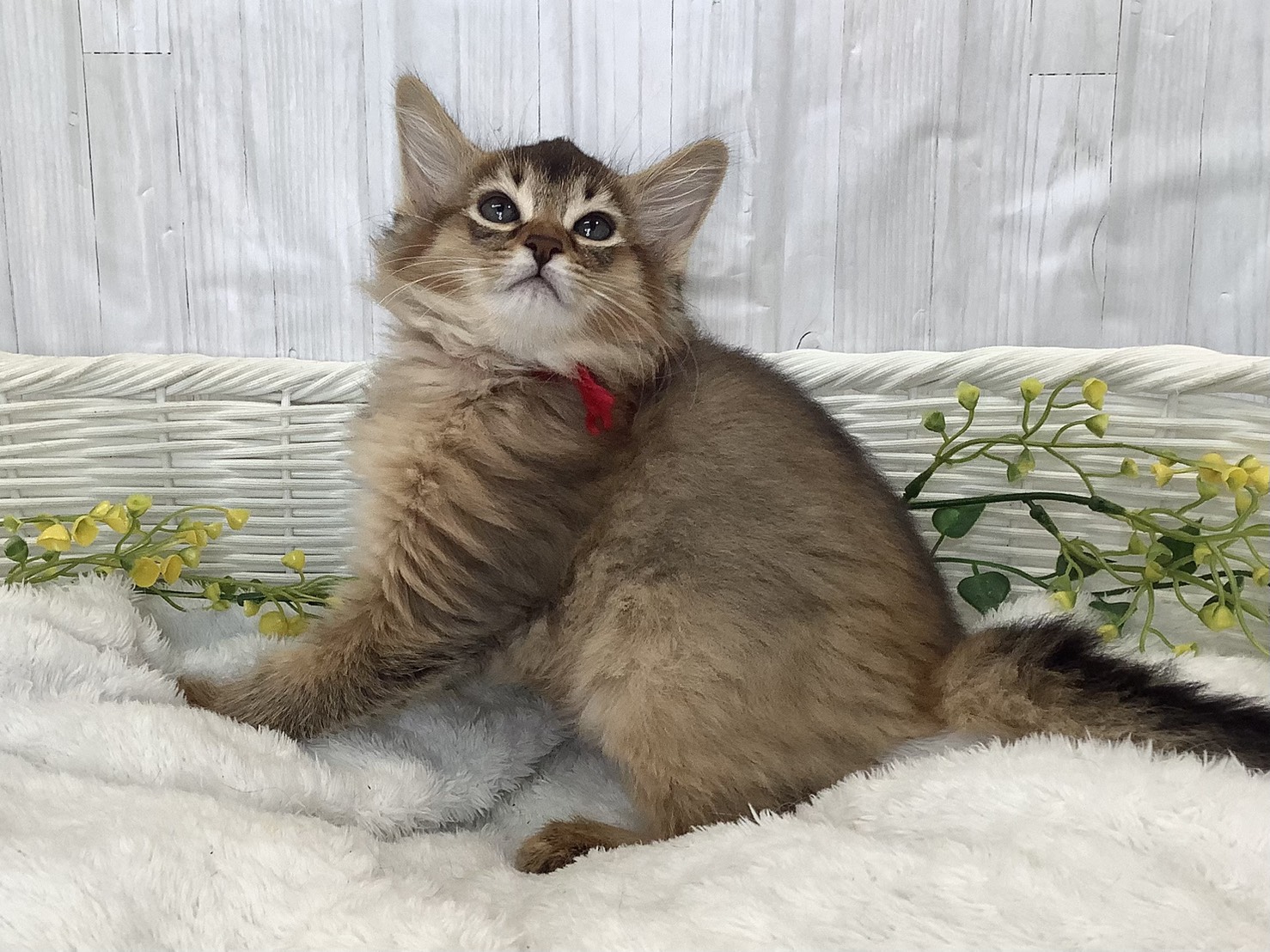 静岡県のソマリ (マルエスペットホームアシスト店/2026年2月3日生まれ/男の子/ルディ)の子猫の3枚目の画像