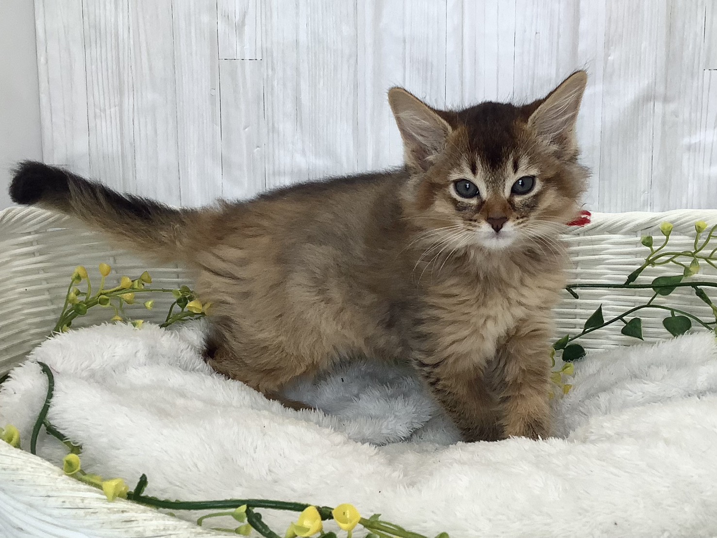 静岡県のソマリ (マルエスペットホームアシスト店/2026年2月3日生まれ/男の子/ルディ)の子猫の2枚目の画像