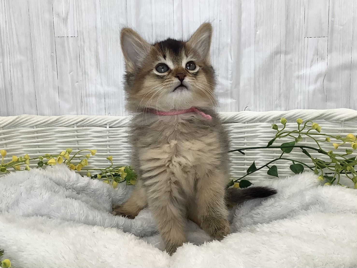 神奈川県のソマリ (マルエスペット相模大野店/2026年2月3日生まれ/女の子/ルディ)の子猫の1枚目の画像