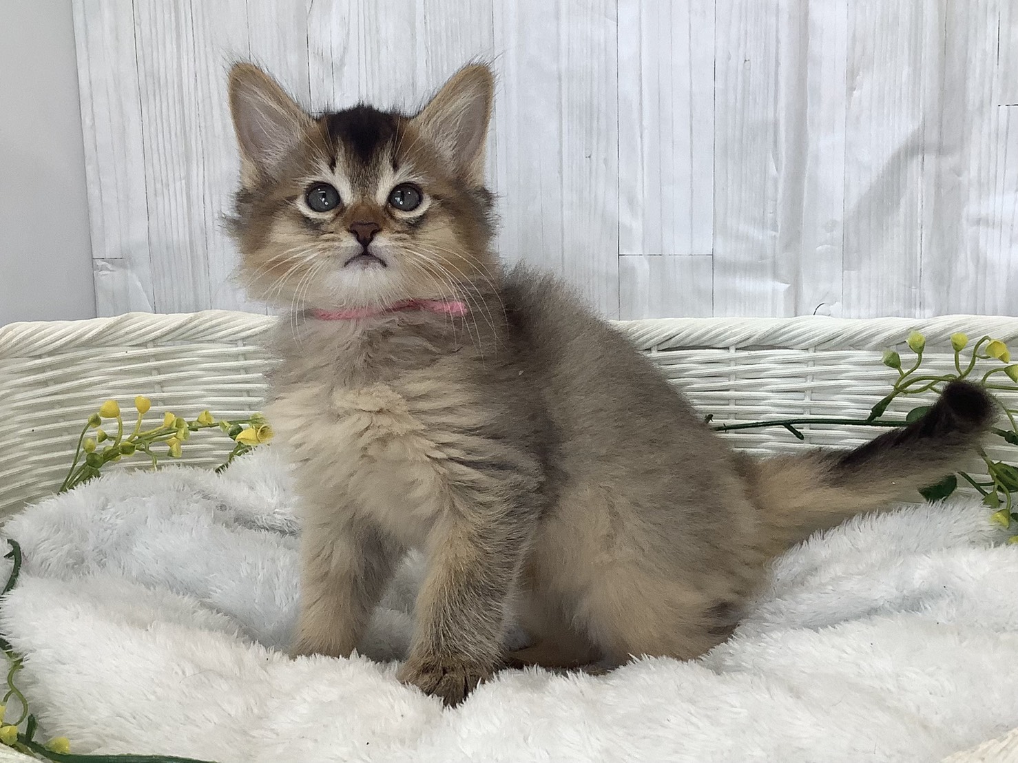 神奈川県のソマリ (マルエスペット相模大野店/2026年2月3日生まれ/女の子/ルディ)の子猫の3枚目の画像