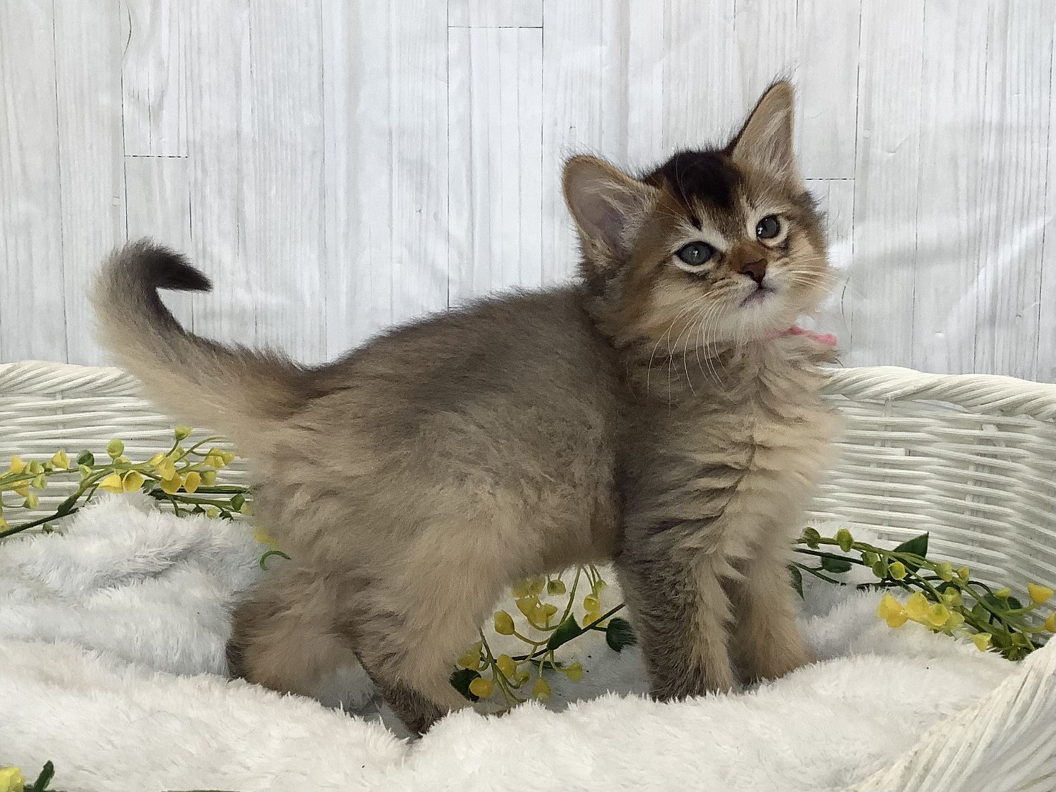 神奈川県のソマリ (マルエスペット相模大野店/2026年2月3日生まれ/女の子/ルディ)の子猫の2枚目の画像