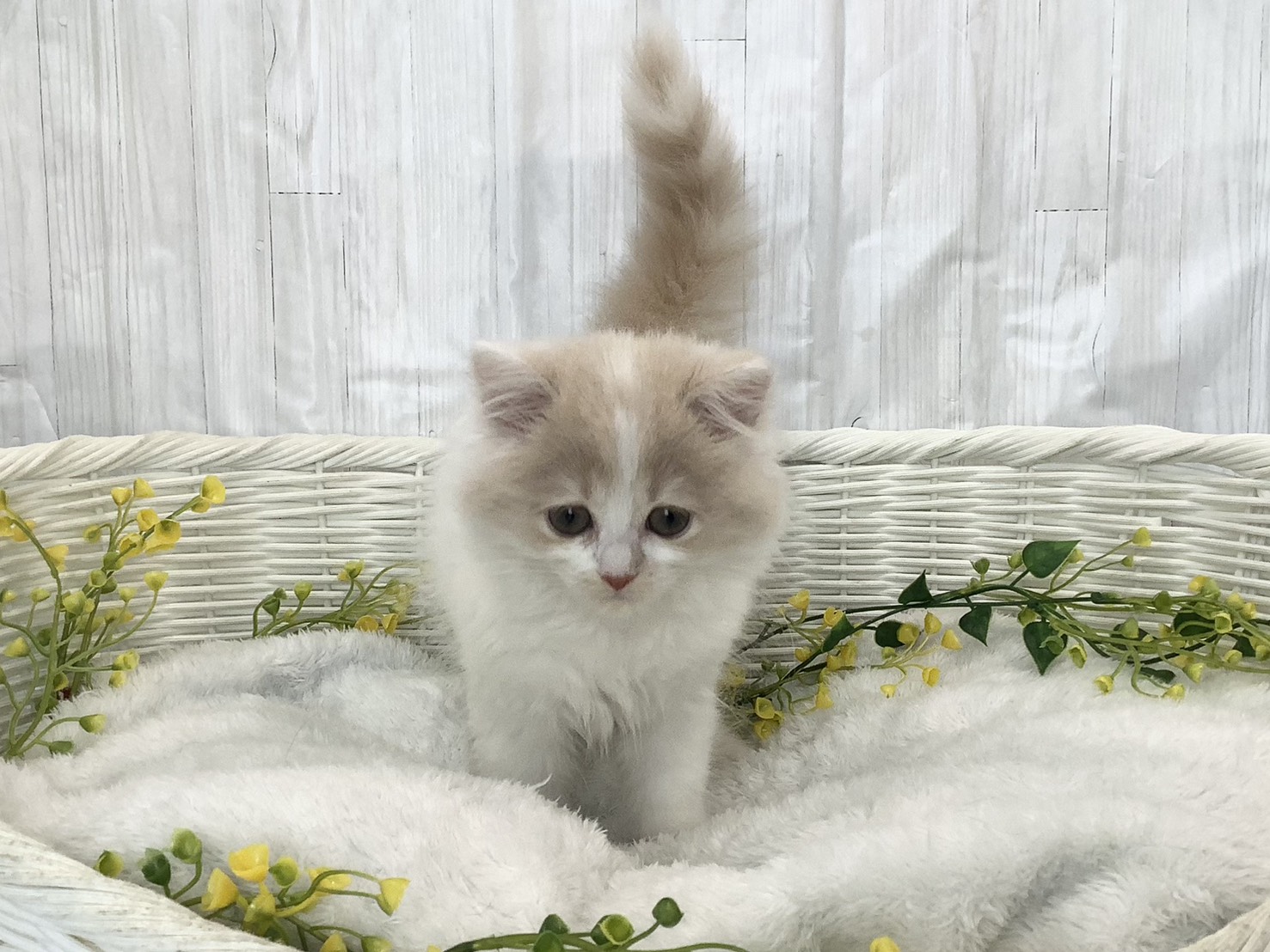 静岡県のスコティッシュフォールド (マルエスペット清水駒越店/2026年1月28日生まれ/女の子/クリームタビーホワイト)の子猫