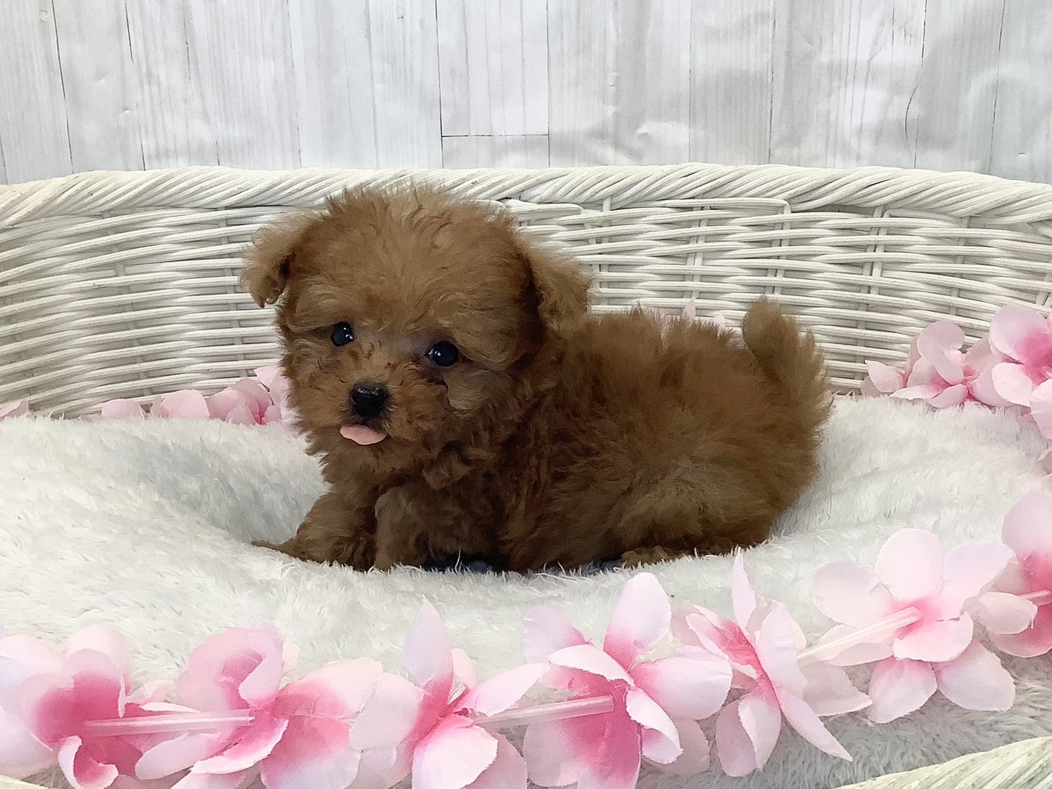 奈良県のトイプードル(トイ) (マルエスペット はんな店/2026年2月9日生まれ/男の子/レッドフォーン)の子犬の3枚目の画像