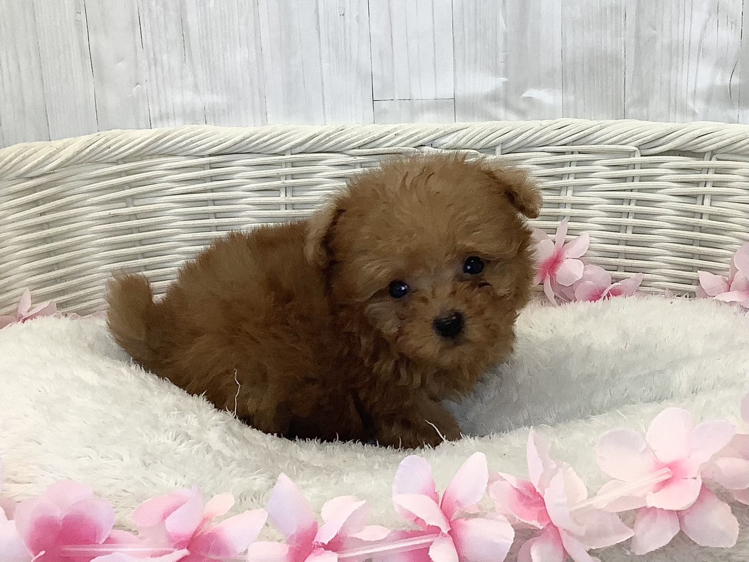 奈良県のトイプードル(トイ) (マルエスペット はんな店/2026年2月9日生まれ/男の子/レッドフォーン)の子犬の2枚目の画像