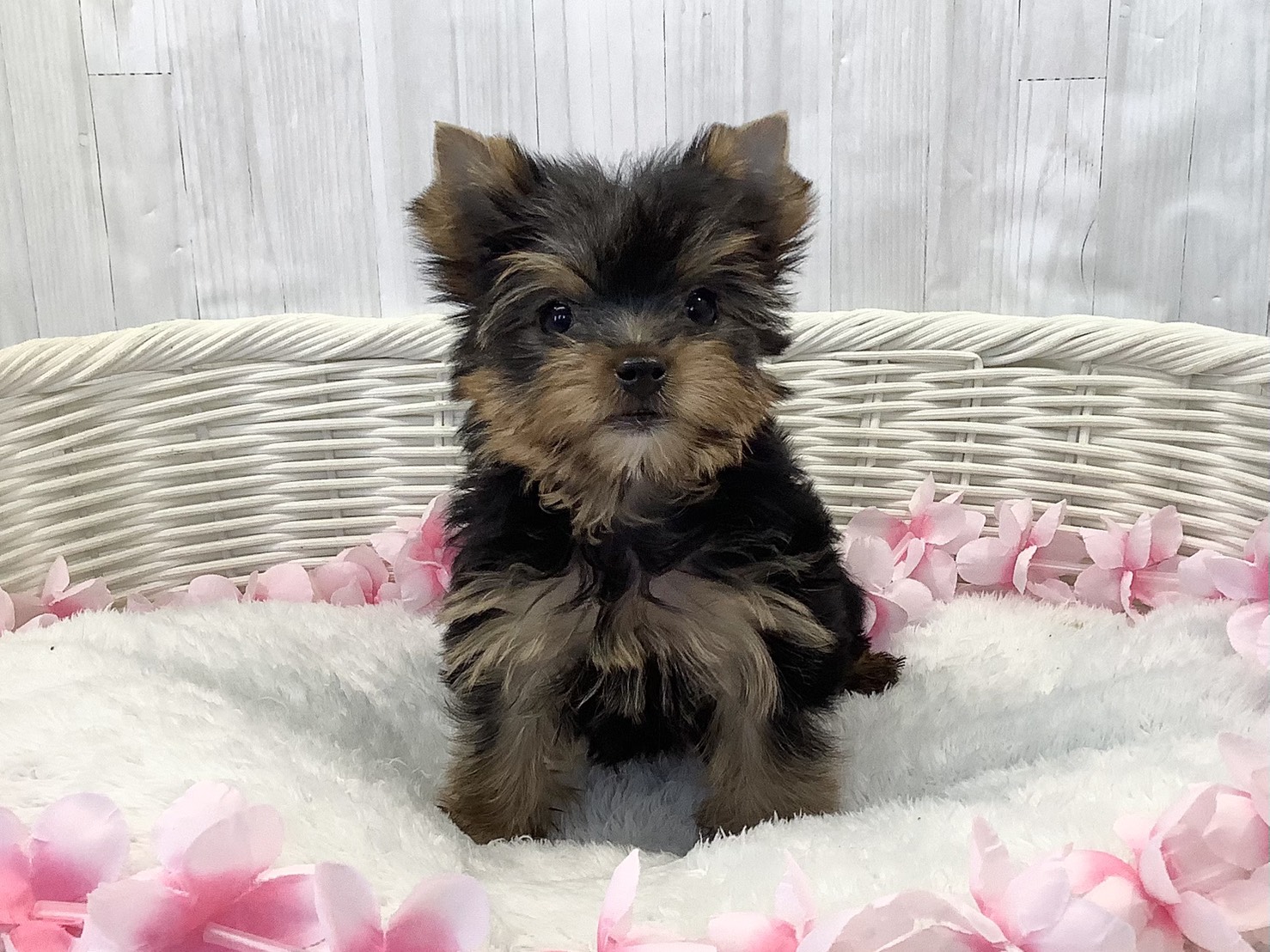 奈良県のヨークシャーテリア (マルエスペット いかるが店/2026年2月9日生まれ/女の子/スチールブルータン)の子犬の1枚目の画像