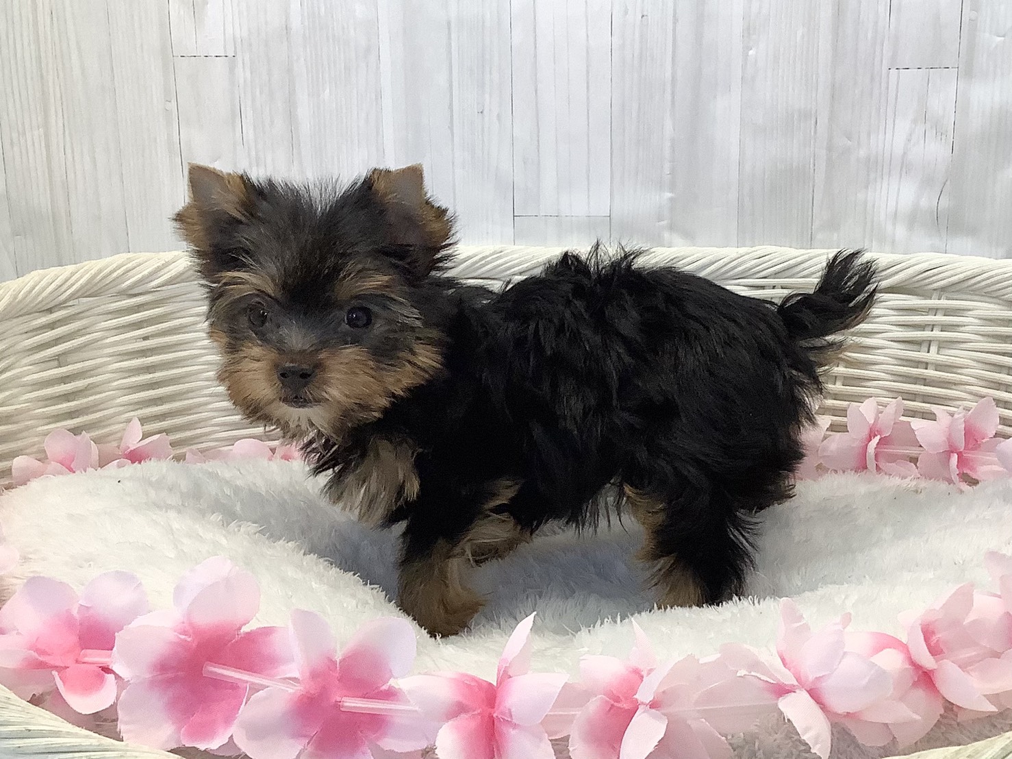 奈良県のヨークシャーテリア (マルエスペット いかるが店/2026年2月9日生まれ/女の子/スチールブルータン)の子犬の3枚目の画像