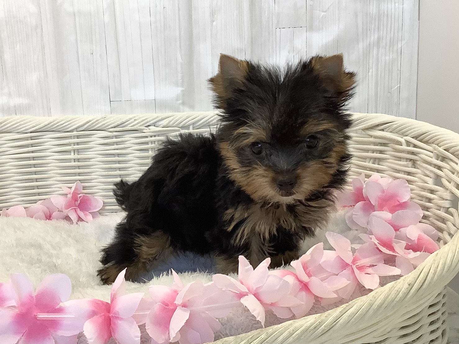 奈良県のヨークシャーテリア (マルエスペット いかるが店/2026年2月9日生まれ/女の子/スチールブルータン)の子犬の2枚目の画像