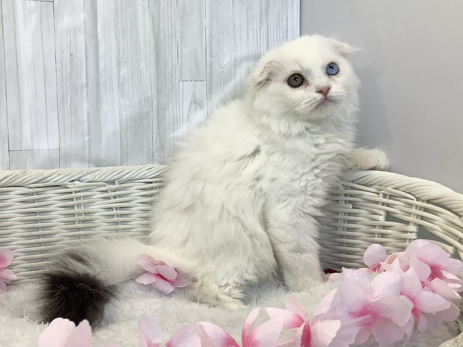 静岡県のスコティッシュフォールド (マルエスペット富士店/2026年2月1日生まれ/男の子/ブルタビー/ホワイトバン)の子猫の2枚目の画像