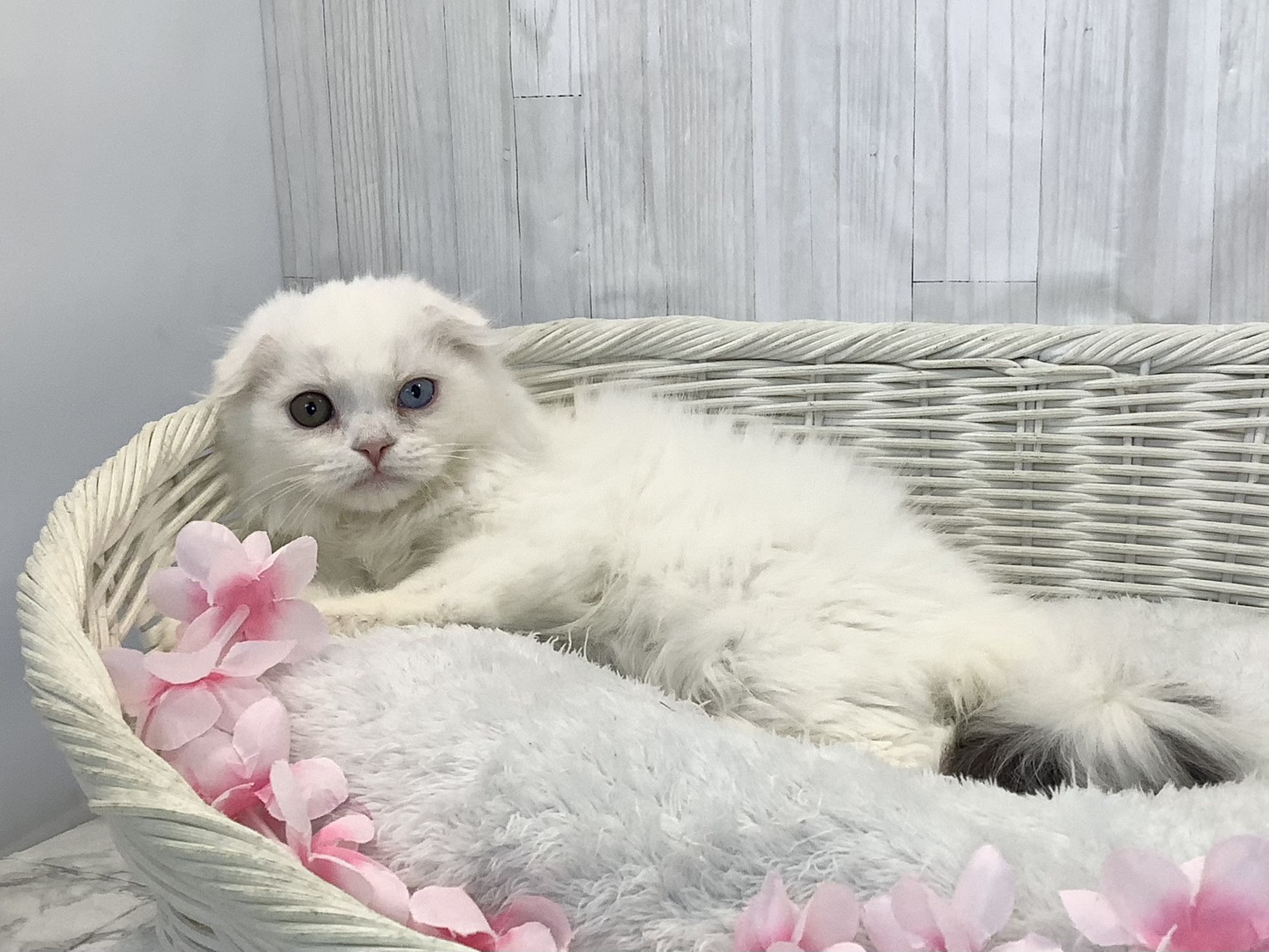 静岡県のスコティッシュフォールド (マルエスペット富士店/2026年2月1日生まれ/男の子/ブルタビー/ホワイトバン)の子猫の3枚目の画像