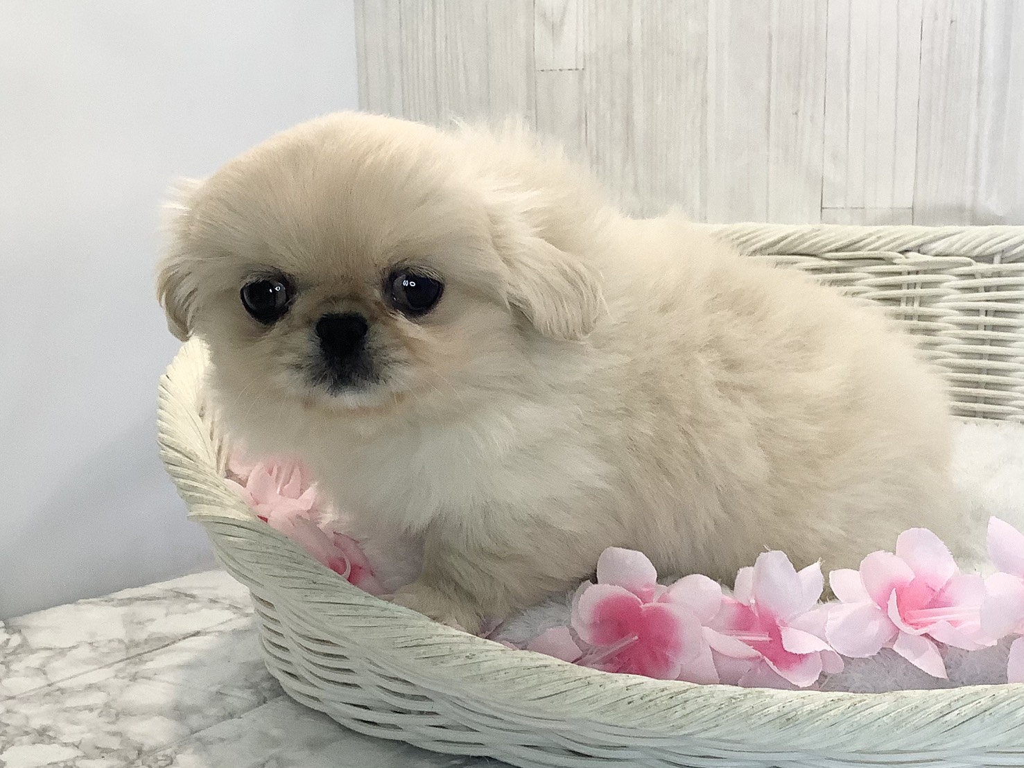 奈良県のペキニーズ (マルエスペット 奈良店/2026年2月7日生まれ/女の子/ホワイトクリーム)の子犬の2枚目の画像