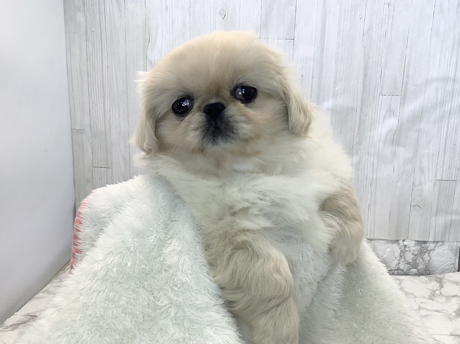 奈良県のペキニーズ (マルエスペット 奈良店/2026年2月7日生まれ/女の子/ホワイトクリーム)の子犬の3枚目の画像