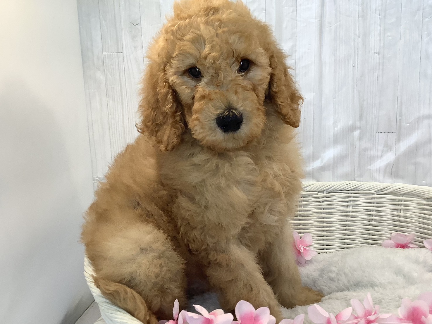 愛知県のスタンダードプードル (ペッツワン岡崎美合店/2026年2月1日生まれ/男の子/クリーム)の子犬の1枚目の画像