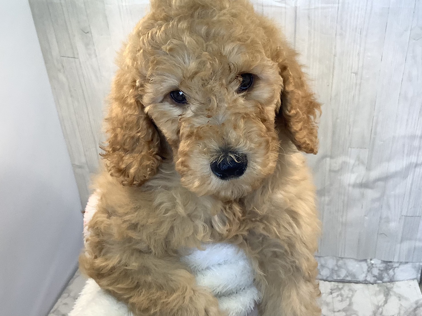 愛知県のスタンダードプードル (ペッツワン岡崎美合店/2026年2月1日生まれ/男の子/クリーム)の子犬の3枚目の画像