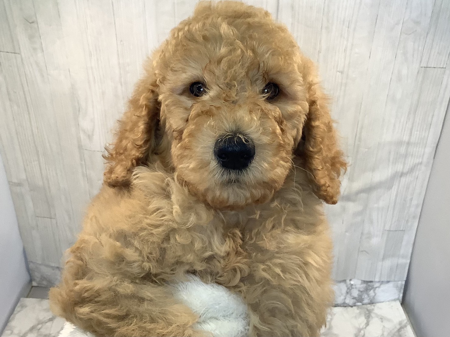 愛知県のスタンダードプードル (ペッツワン岡崎美合店/2026年2月1日生まれ/男の子/クリーム)の子犬の2枚目の画像